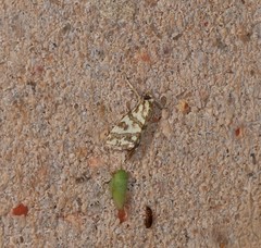 Aporocosmus lamprodeta