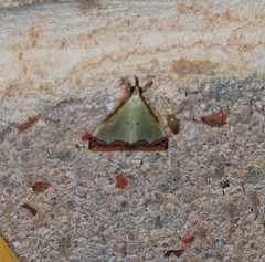 Autocharis hedyphaes