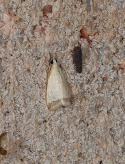 Autocharis mimetica