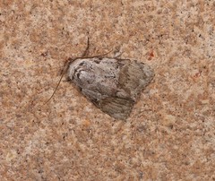 Barasa cymatistis