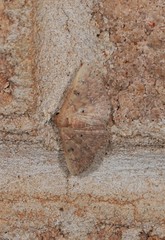 Cerynea trogobasis