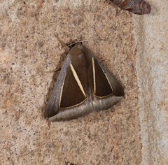 Chalciope alcyona