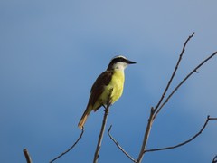 Pitangus sulphuratus