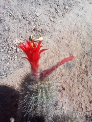Oreocereus hempelianus