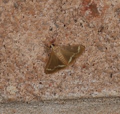 Clupeosoma pellucidalis