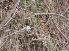 Chloroceryle americana