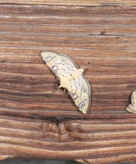 Cotachena hicana