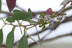 Eucalyptus pauciflora niphophila