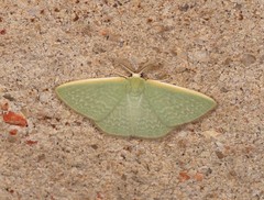 Cymatoplex halcyone