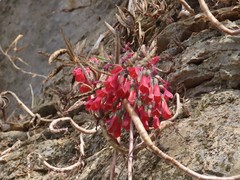 Kalanchoe × houghtonii