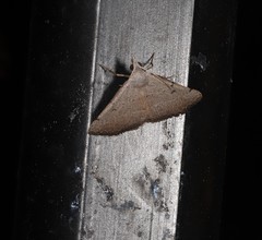 Dichromodes usurpatrix