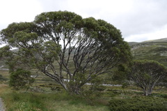 Eucalyptus pauciflora niphophila