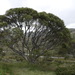 Eucalyptus pauciflora - Photo (c) Ray Turnbull, algunos derechos reservados (CC BY-NC), uploaded by Ray Turnbull