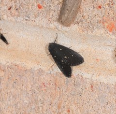 Elaphristis melanica