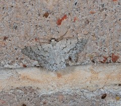 Epipristis oxyodonta