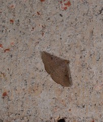 Eublemma latericolor