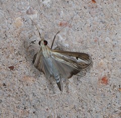 Euclasta maceratalis