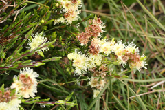 Kunzea muelleri