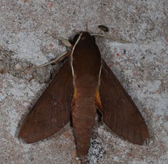 Gnathothlibus australiensis