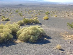 Atriplex hymenelytra