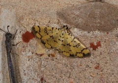 Glycythyma chrysorycta