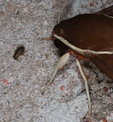 Gnathothlibus australiensis