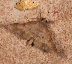 Hypospila dochmotoma