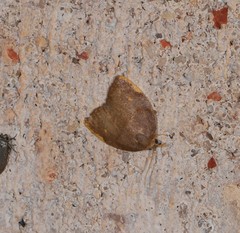 Hemonia micrommata