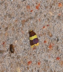 Heterallactis phlogozona
