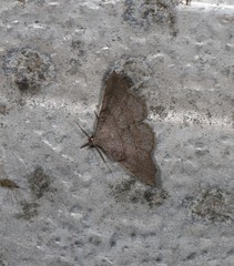 Heterormista modesta