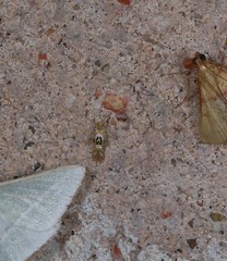 Hieromantis ephodophora