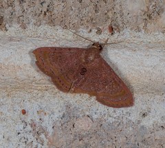 Homodes bracteigutta