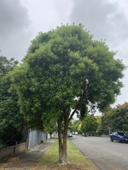 Tristaniopsis laurina