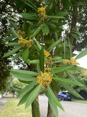 Tristaniopsis laurina