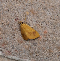 Hyalobathra brevialis