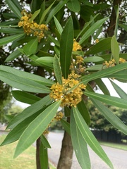 Tristaniopsis laurina