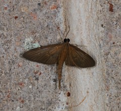 Hymenoptychis sordida