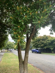 Tristaniopsis laurina