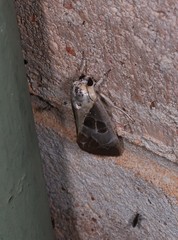 Westermannia gloriosa