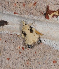 Tonica effractella