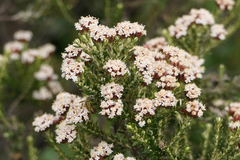 Ozothamnus alpinus