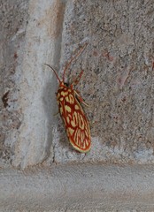 Lactura erythractis