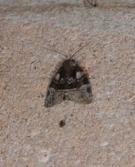 Lophothripa vitea