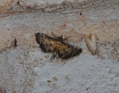 Metasia polytima