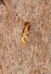 Moerarchis placomorpha