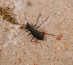 Myriochila semicincta