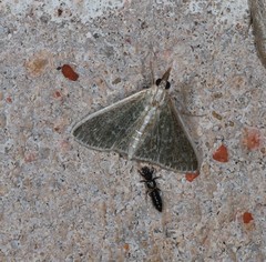 Myrmidonistis hoplora