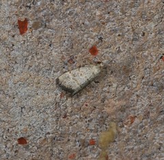 Narangodes