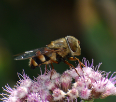 Copestylum macrocephalum