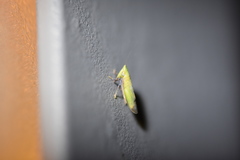 Dryadomorpha pallida